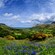 Flores silvestres creciendo en una cañada con césped junto al mar